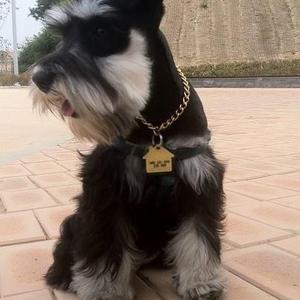 Miniature Schnauzer