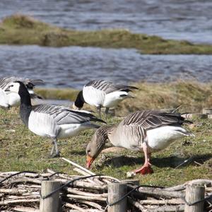 Greylag Goose