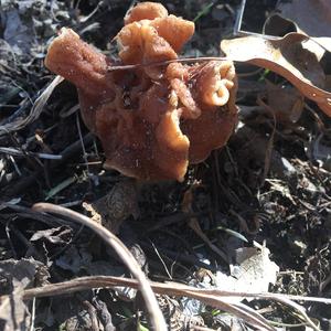 Conifer False Morel