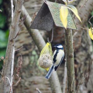 Great Tit