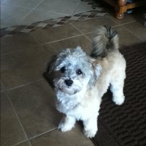 Havanese