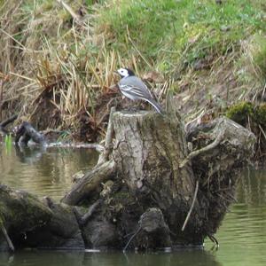 White Wagtail