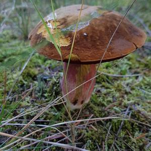 Dotted-stem Bolete