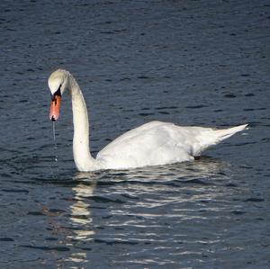 Höckerschwan