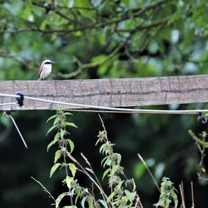 Red-backed Shrike