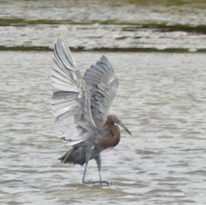 Reddish Egret