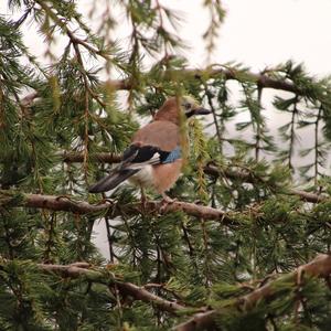 Eurasian Jay