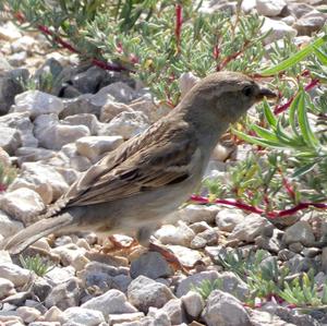 House Sparrow