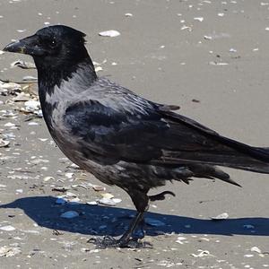 Hooded Crow