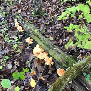 Chicken Mushroom