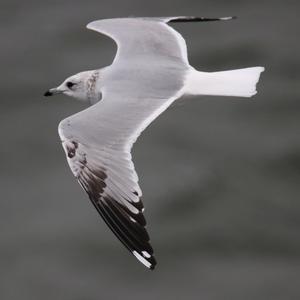 Herring Gull