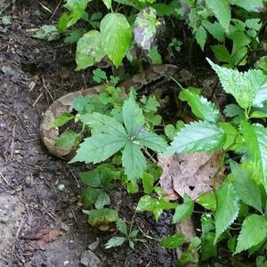 Virginia Creeper