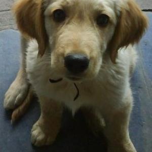 Retriever (Golden)