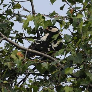 Great Spotted Woodpecker