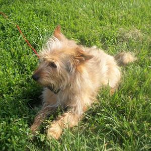 Unknown Breed