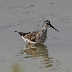 Curlew Sandpiper