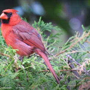 Northern Cardinal