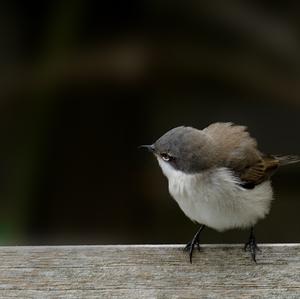 Lesser Whitethroat