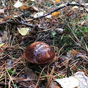 Bay Bolete