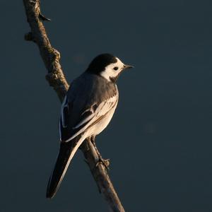 White Wagtail