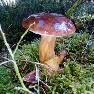 Summer Bolete