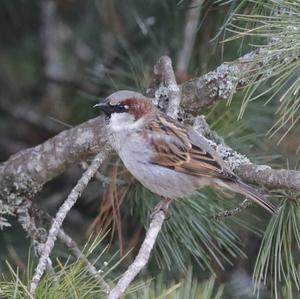 House Sparrow