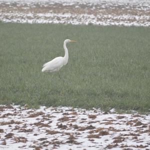 Great Egret