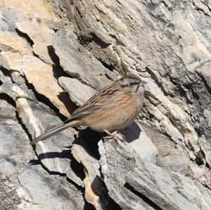 Rock Bunting