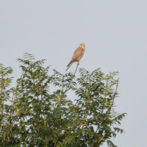 Common Kestrel