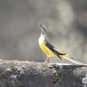 Grey Wagtail