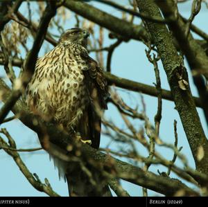 Eurasian Sparrowhawk