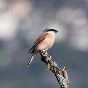 Red-backed Shrike