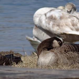 Canada Goose