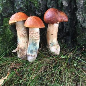 Orange Birch Bolete