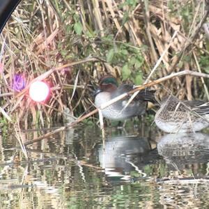 Common Teal