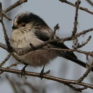 Long-tailed Tit