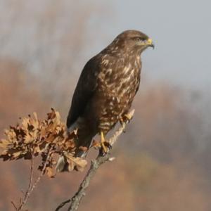 Mäusebussard