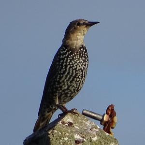 Common Starling