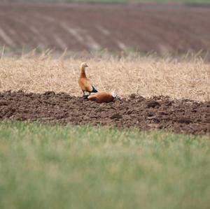 Ruddy Shelduck