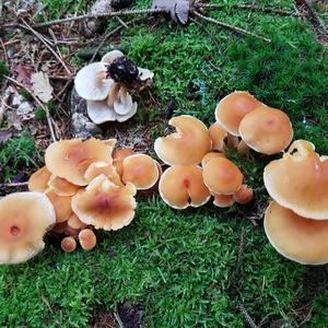 Smoky-gilled Hypholoma