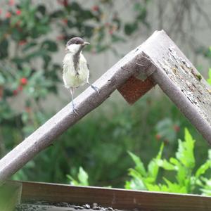 Great Tit