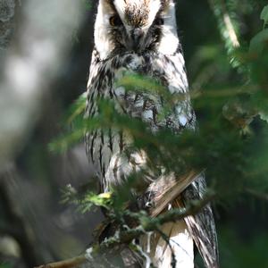 Long-eared Owl