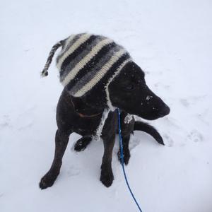 Unknown Breed