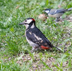 Great Spotted Woodpecker