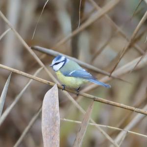 Blue Tit