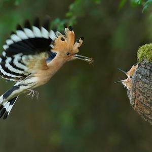 Eurasian Hoopoe