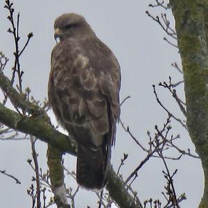 Mäusebussard