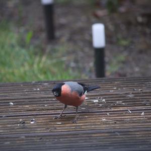 Eurasian Bullfinch