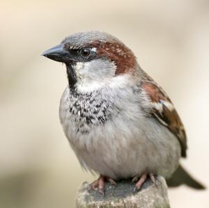 House Sparrow