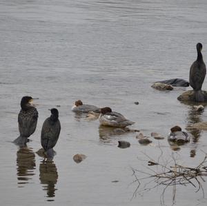 Great Cormorant